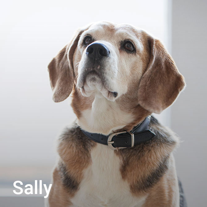 sally-apolczer-immobilien-mobil